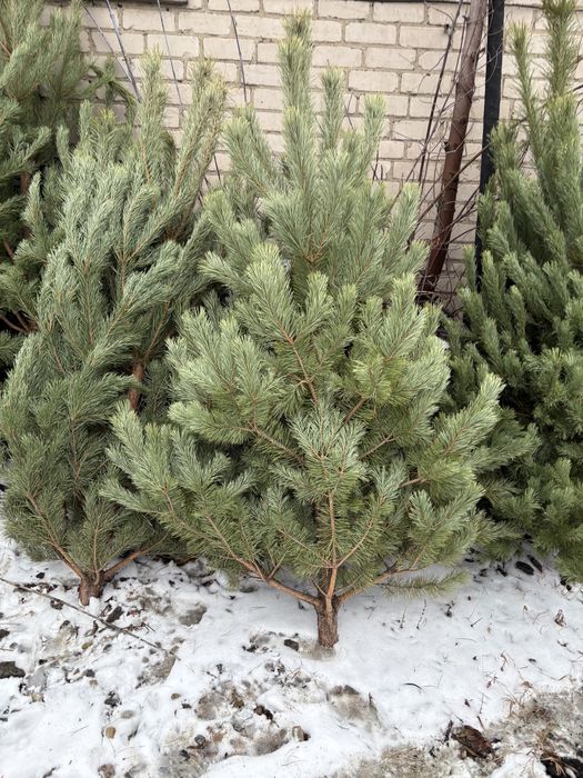 Елки оптом в петропавловске