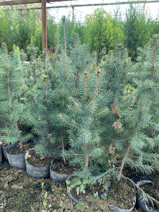 Голубой ель Goluboy yel Amerika Usa optom