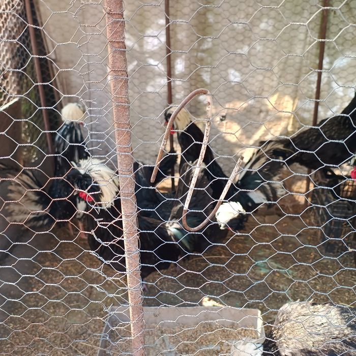 Vând cocosi moțati olandezi