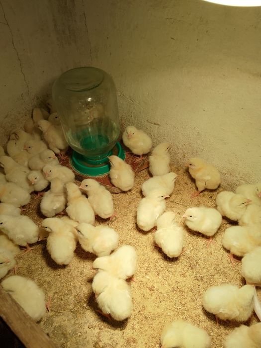 Продам домашних бройлеров