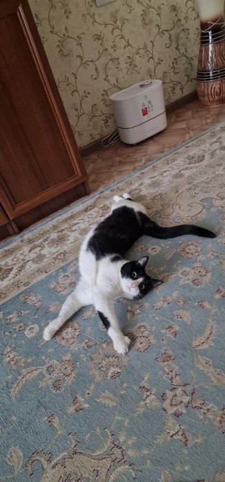 Отдадим котика в добрые руки