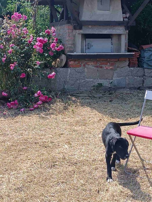 Дава се под наем Къща в Черноморец - 350 кв.м за 104.55 € - Снимка #9