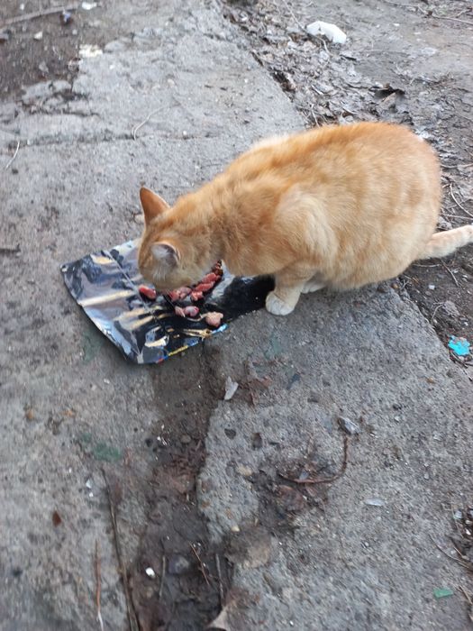 Добрый Рыжий симпатяга кот