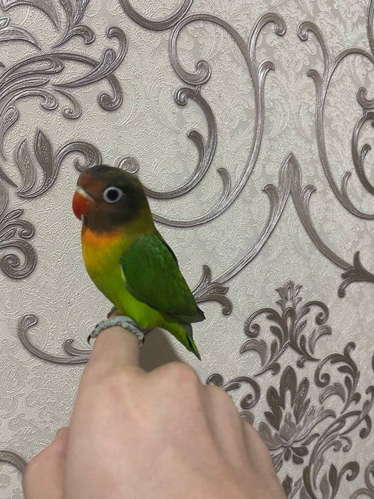 Попугаи неразлучники ручные