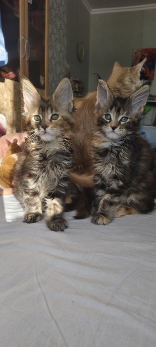 Мейнкун, коты гиганты