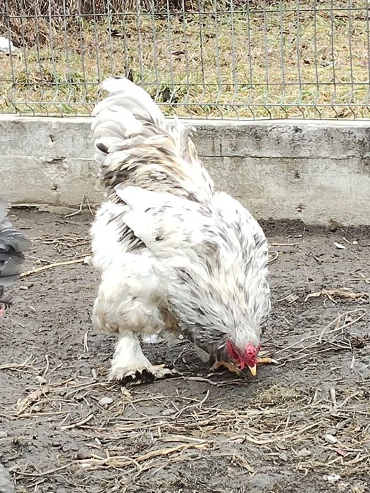 Cocos brahma de vanzare