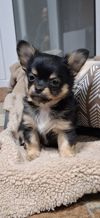 Чихуа на два месеца