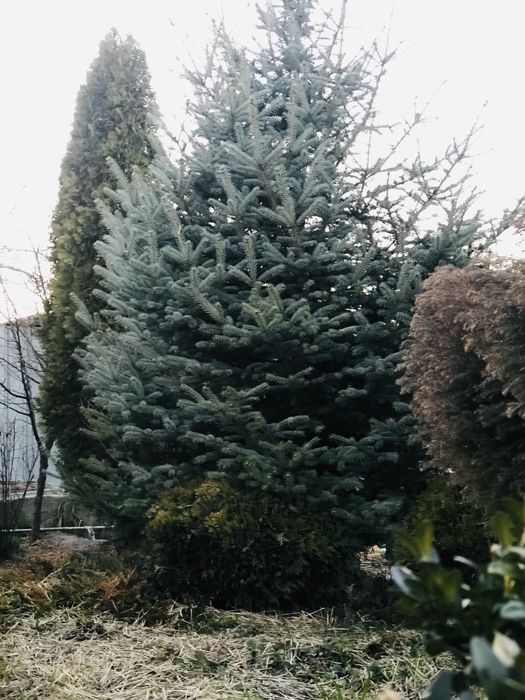 Ель голубая от 4 метров
