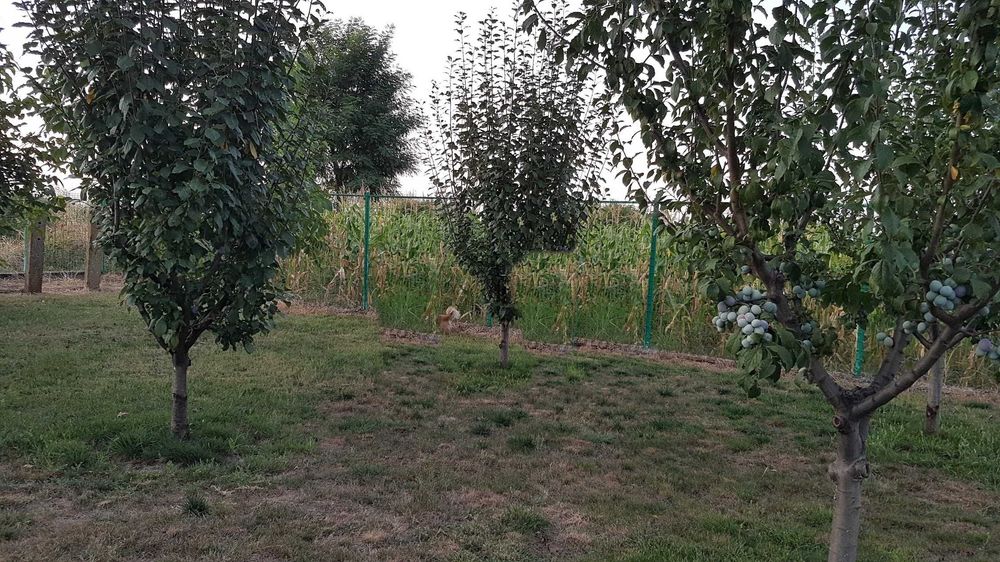 Teren / Livada 1800 mp, com. Jilavele, jud. Ialomita