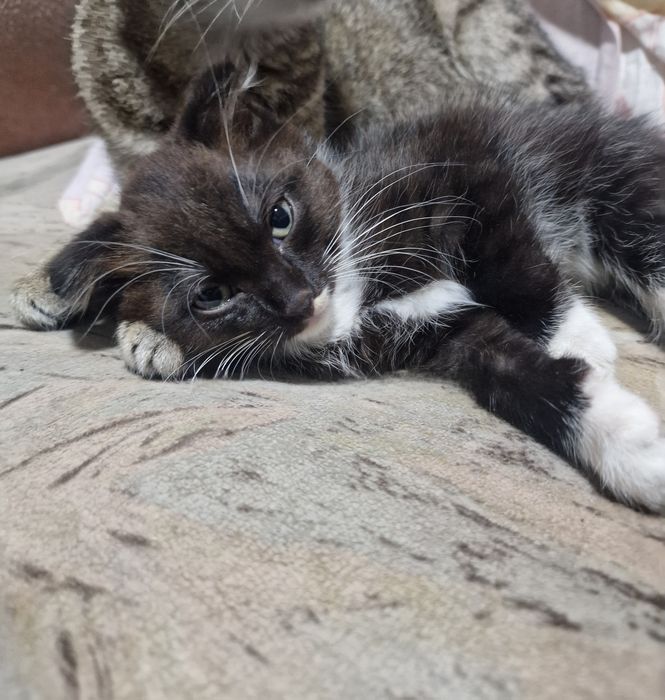 Отдам котят в добрые руки
