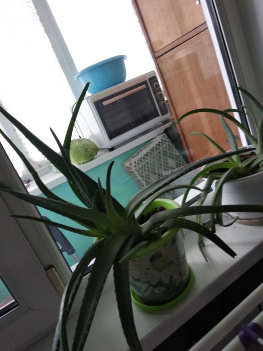 Продам аллое лечебный 4000 тенге