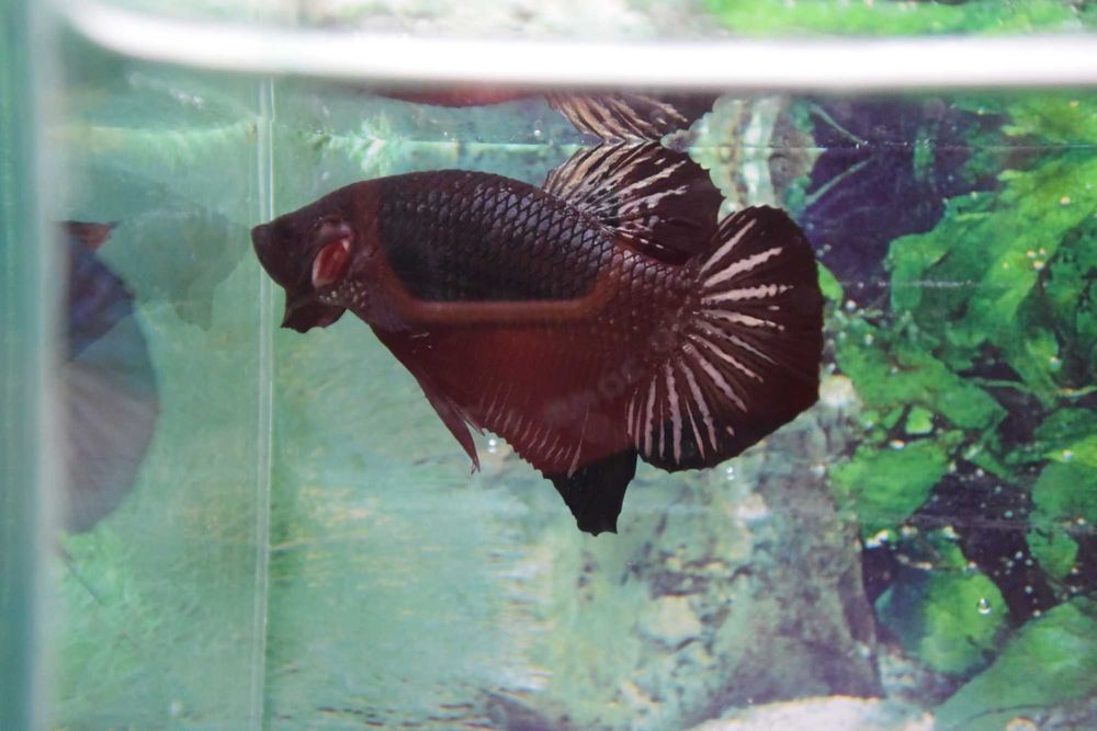 Pesti Betta Splendens Halfmoon Combtail Masculi Femele Acvariu