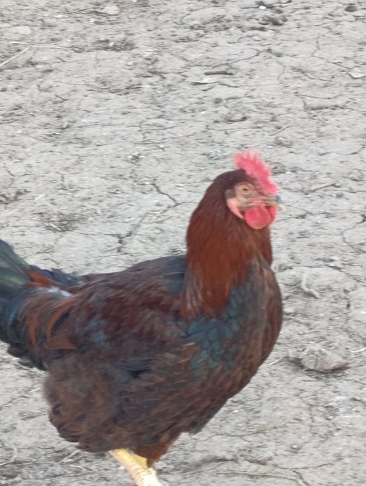 Катунски  петлета  млади