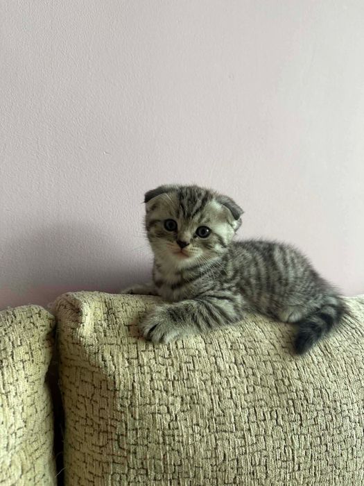 Британско коте таби