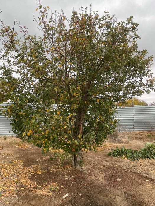 Продается дача зима/лето