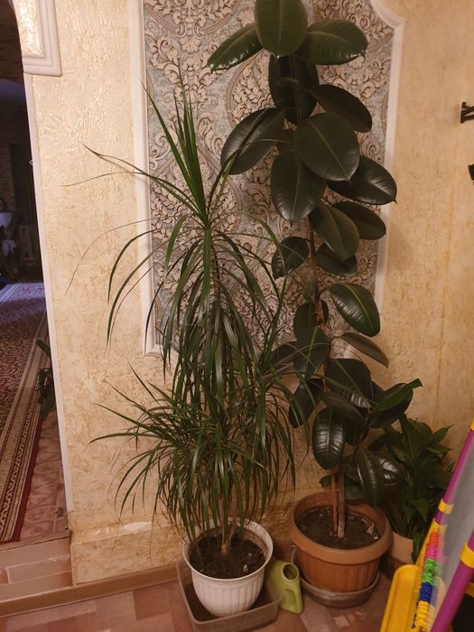 Цветы домашние отличные