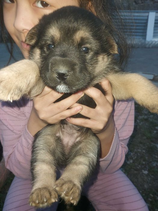 Отдам в хорошие руки