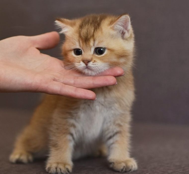 Котята Вислаушки Золотые прямоушки