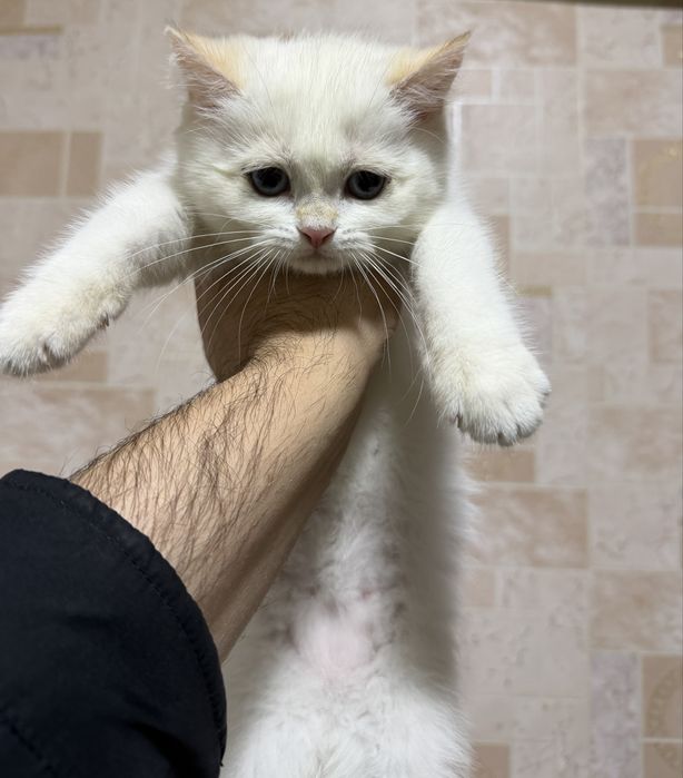 Британская шиншилла