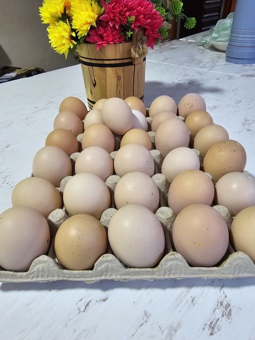 Ouă pentru incubat.