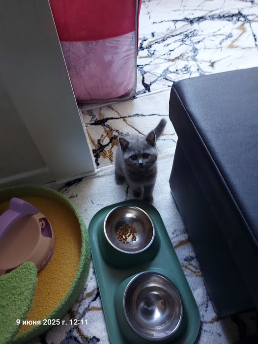 Котёнок  Мушик продаётся