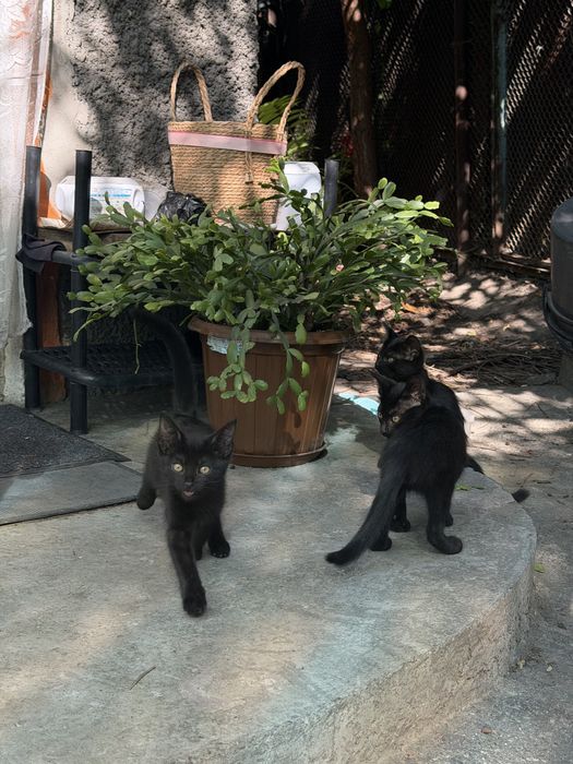 Отдам котят мышеловы