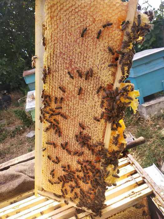 Пчелен Мед в Пита.