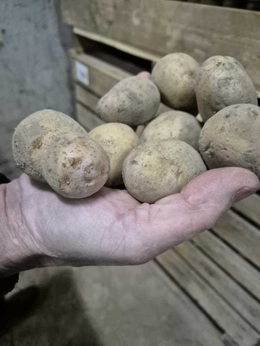 Cartofi consum si samanta