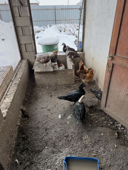 Индоуткалар сатылады