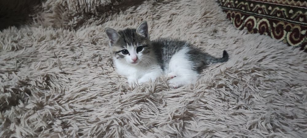 Продаются милые, ласковые котятки.