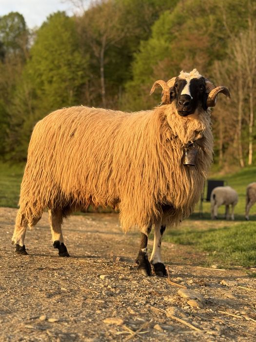 Berbec mior de vanzare