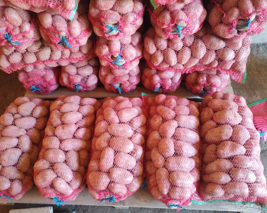 Cartofi de sămânță