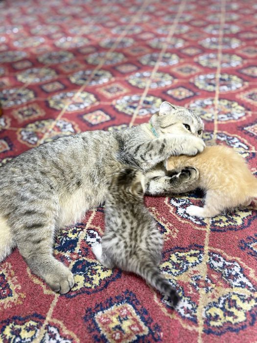 Onasi bilan 2 ta yangi tugʻilgan mushukchalar!