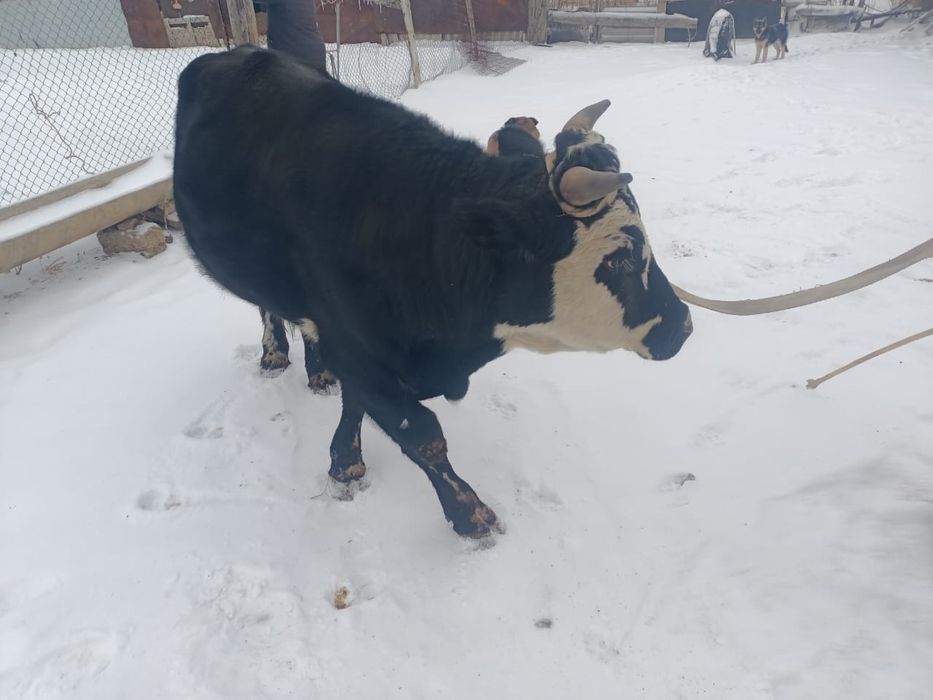 Продается быки. Букалар сатылады