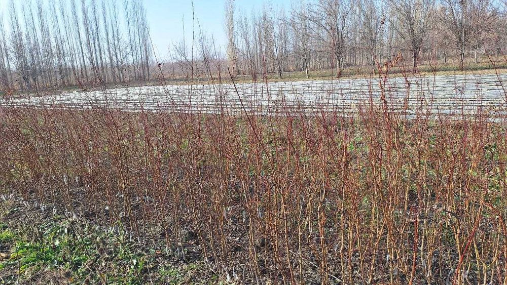 Турли хилдаги мевали дарахтларнинг кучатлари