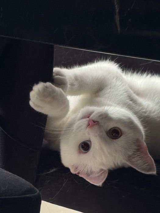 Отдам кота В ХОРОШИЕ РУКИ!