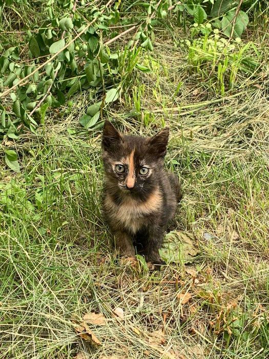 Отдам даром котят, подкинули.