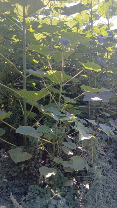 Павловния гибрид