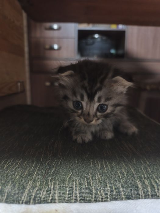 Кошечка ищет доброго хозяина