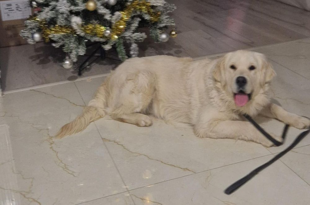 Dresaj canin la domiciliu