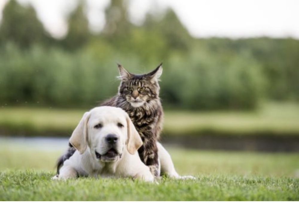 Грижа за вашите домашни любимци