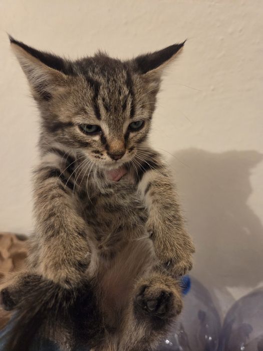 Отдам котенка мальчика в добрые руки