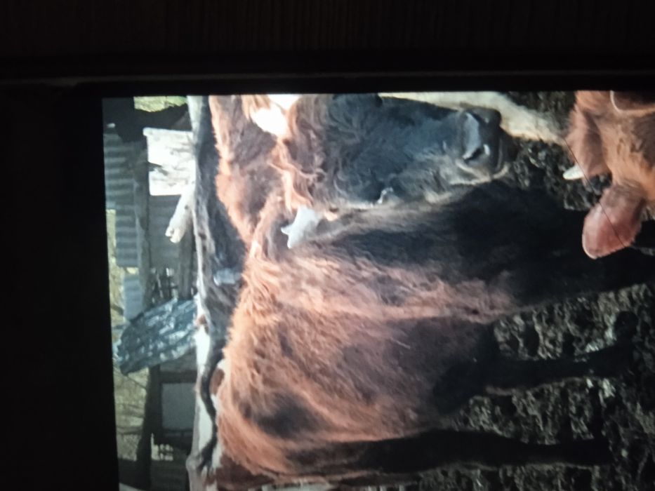 Продам бычка находиться в селе Васильковка