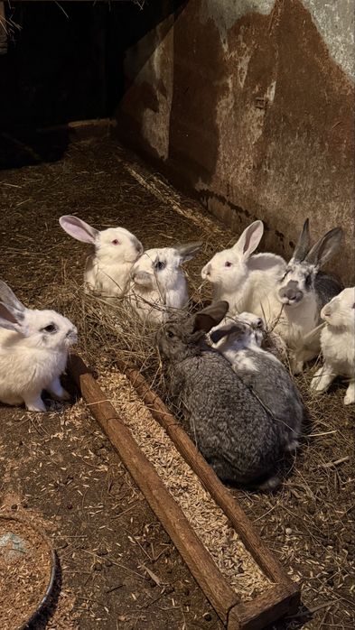 Продам кроликов.