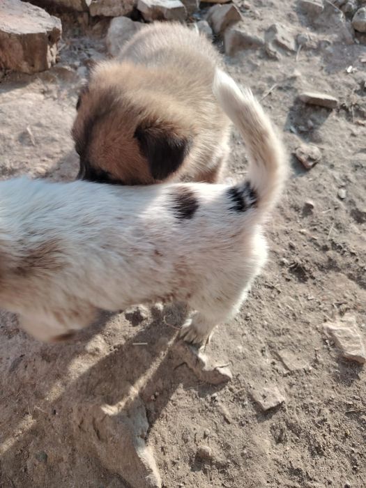 Отдам кутят бесплатно