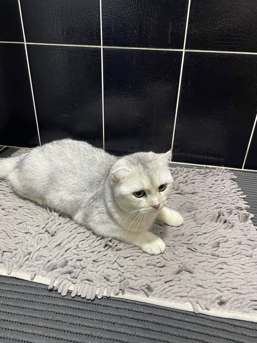 Продам шотландскую кошку