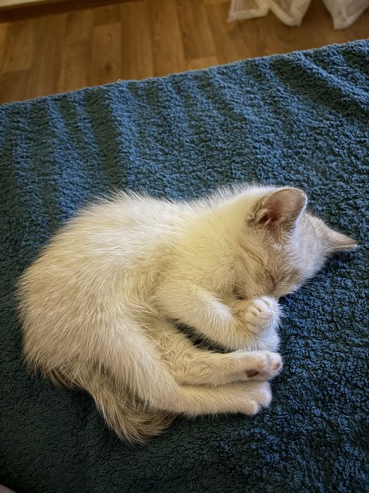 Маленький котенок