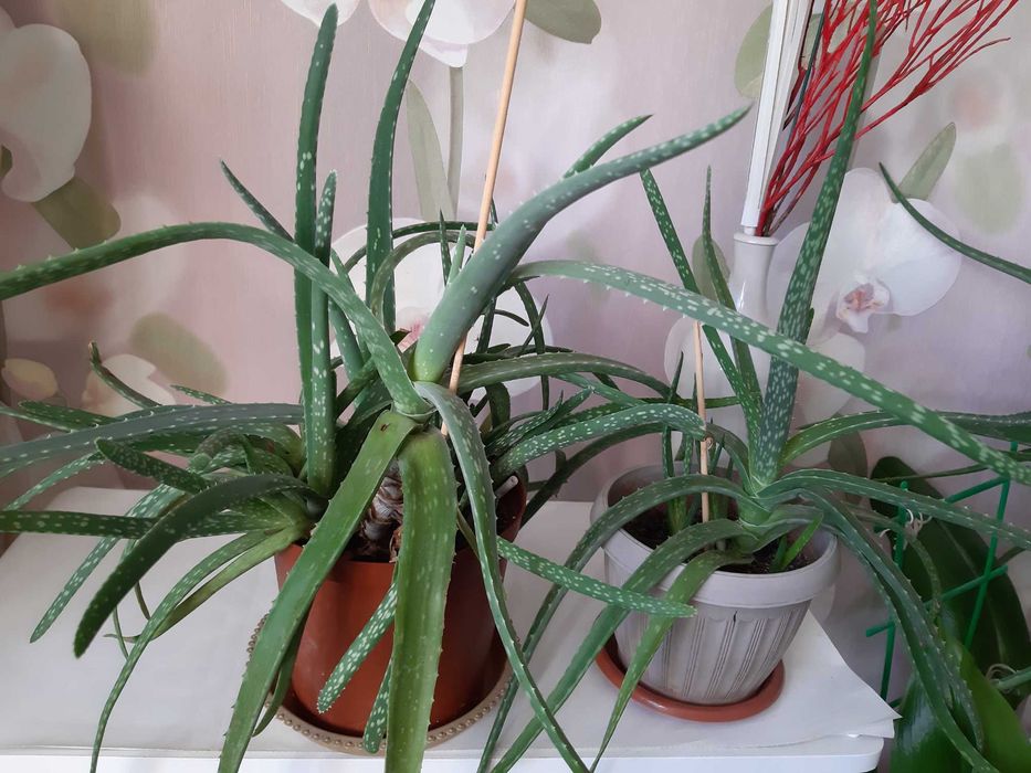 АЛОЭ-вера  комнатное  растение