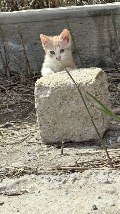 Скоттиш страйт продаю