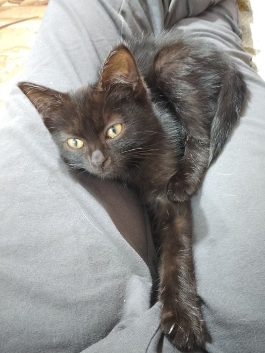 Отдам котенка в добрые руки